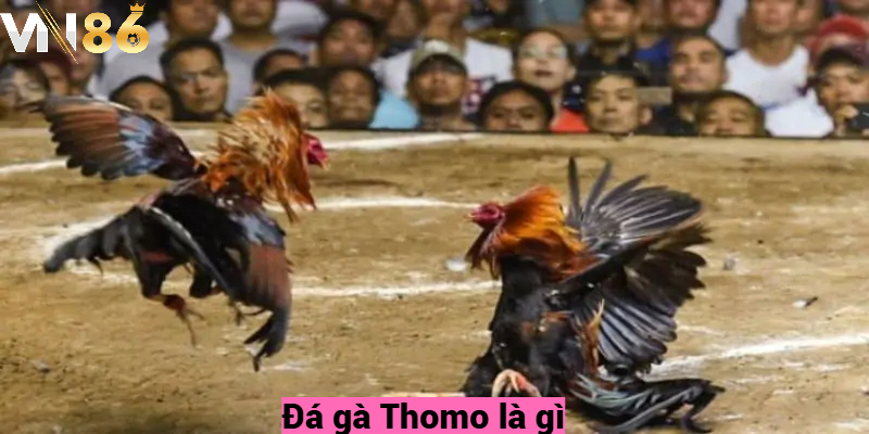 Đá gà Thomo là gì?