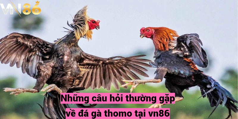 Những câu hỏi thường gặp về đá gà thomo tại vn86