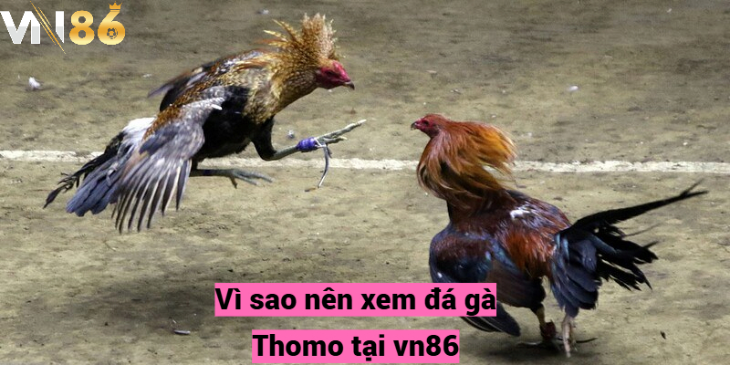 Vì sao nên xem đá gà Thomo tại vn86?