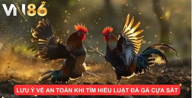Lưu ý về an toàn khi tìm hiểu luật đá gà cựa sắt