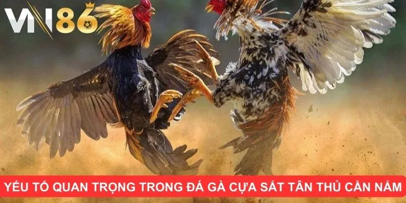Những yếu tố quan trọng trong đá gà cựa sắt tân thủ cần nắm