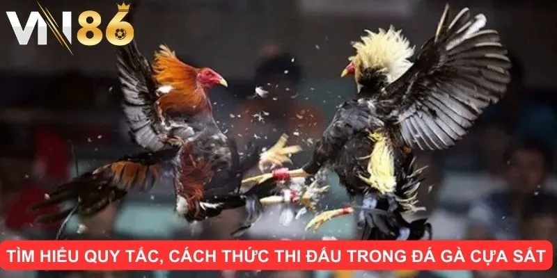 Tìm hiểu quy tắc, cách thức thi đấu trong đá gà cựa sắt tại VN86